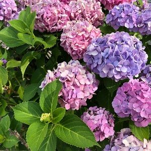 Meet your Posher, Bella